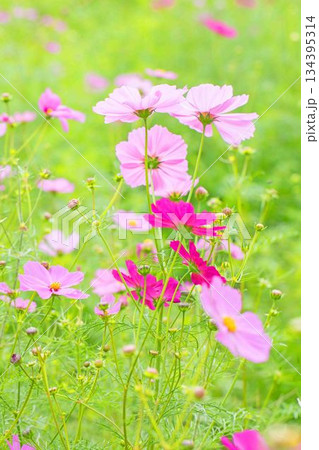 家の周りの草花 四季の色々 公園の花畑に美しい色とりどりのコスモスの花が秋風に揺れて咲いています 家の周りの草花 四季の色々 公園の花畑に美しい色とりどりのコスモスの花が秋風に揺れて咲いています 134395314