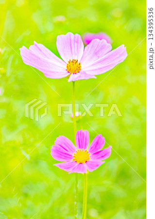 家の周りの草花　四季の色々　公園の花畑に美しい色とりどりのコスモスの花が秋風に揺れて咲いています 134395336