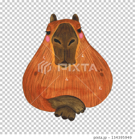 Capybara arrogant lies. Watercolor illustration hand drawn cartoon. Drawing for printing on cake, stickers, poster, fabric. Animal, rodent, brown, children, capybara Capybara arrogant lies. Watercolor illustration hand drawn cartoon. Drawing for printing on cake, stickers, poster, fabric. Animal, rodent, brown, children, capybara 134395949
