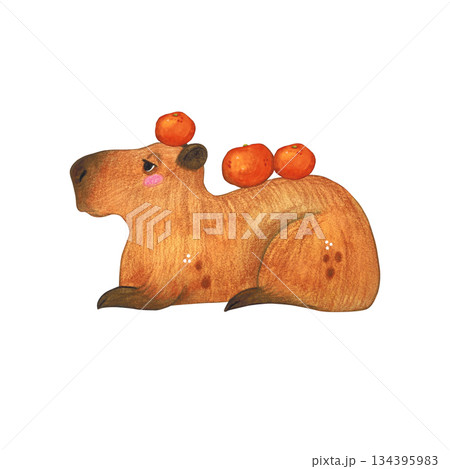 Capybara lying with orange on its back. Watercolor illustration hand drawn cartoon. Drawing for print on cake, sticker, poster, fabric. Animal, fruit, rodent, brown, kids Capybara lying with orange on its back. Watercolor illustration hand drawn cartoon. Drawing for print on cake, sticker, poster, fabric. Animal, fruit, rodent, brown, kids 134395983