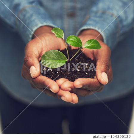Closeup, man and hands with plant with eco friendly for the environment and sustainability with recycling. Entrepreneur, male person and hand with fertilizer for green energy and growing at a farm. Closeup, man and hands with plant with eco friendly for the environment and sustainability with recycling. Entrepreneur, male person and hand with fertilizer for green energy and growing at a farm. 134396129