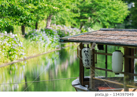 水辺を彩る歴史と風情の京都市伏見区中書島の十石舟が行きかう水辺に咲く紫陽花を撮影 134397049
