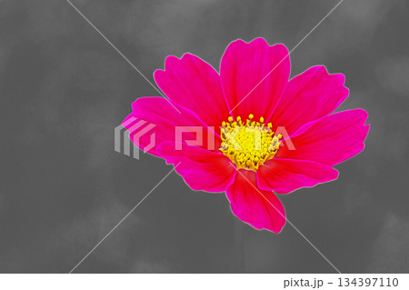 家の周りの草花　四季の色々　公園の花畑に美しい色とりどりのコスモスの花が秋風に揺れて咲いています 134397110