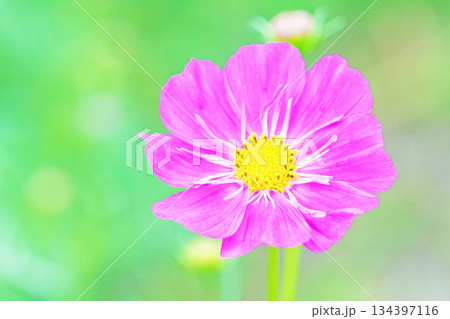 家の周りの草花　四季の色々　公園の花畑に美しい色とりどりのコスモスの花が秋風に揺れて咲いています 134397116