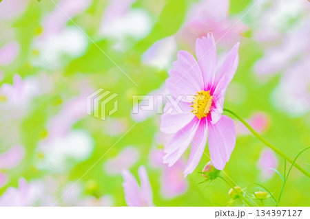 家の周りの草花 四季の色々 公園の花畑に美しい色とりどりのコスモスの花が秋風に揺れて咲いています 家の周りの草花 四季の色々 公園の花畑に美しい色とりどりのコスモスの花が秋風に揺れて咲いています 134397127