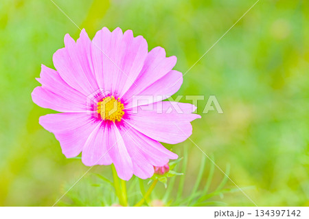 家の周りの草花　四季の色々　公園の花畑に美しい色とりどりのコスモスの花が秋風に揺れて咲いています 134397142