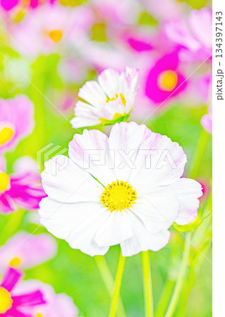 家の周りの草花　四季の色々　公園の花畑に美しい色とりどりのコスモスの花が秋風に揺れて咲いています 134397143