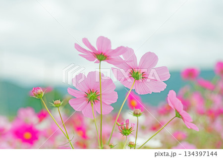 家の周りの草花　四季の色々　公園の花畑に美しい色とりどりのコスモスの花が秋風に揺れて咲いています 134397144
