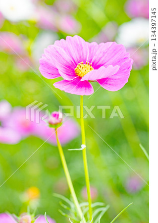 家の周りの草花　四季の色々　公園の花畑に美しい色とりどりのコスモスの花が秋風に揺れて咲いています 134397145