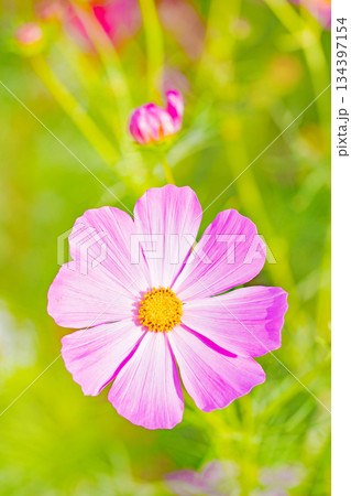家の周りの草花 四季の色々 公園の花畑に美しい色とりどりのコスモスの花が秋風に揺れて咲いています 家の周りの草花 四季の色々 公園の花畑に美しい色とりどりのコスモスの花が秋風に揺れて咲いています 134397154