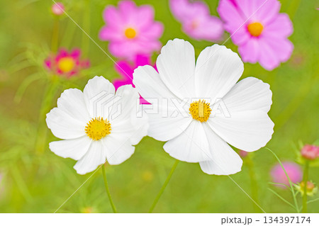 家の周りの草花　四季の色々　公園の花畑に美しい色とりどりのコスモスの花が秋風に揺れて咲いています 134397174