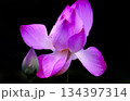 鮮やかな色彩 134397314