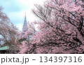 春の幻想 134397316