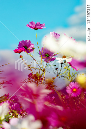 家の周りの草花　四季の色々　公園の花畑に美しい色とりどりのコスモスの花が秋風に揺れて咲いています 134397355