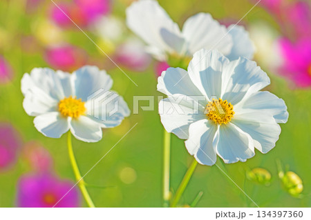 家の周りの草花 四季の色々 公園の花畑に美しい色とりどりのコスモスの花が秋風に揺れて咲いています 家の周りの草花 四季の色々 公園の花畑に美しい色とりどりのコスモスの花が秋風に揺れて咲いています 134397360