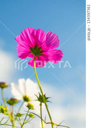 家の周りの草花 四季の色々 公園の花畑に美しい色とりどりのコスモスの花が秋風に揺れて咲いています 家の周りの草花 四季の色々 公園の花畑に美しい色とりどりのコスモスの花が秋風に揺れて咲いています 134397361