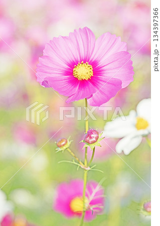 家の周りの草花　四季の色々　公園の花畑に美しい色とりどりのコスモスの花が秋風に揺れて咲いています 134397366