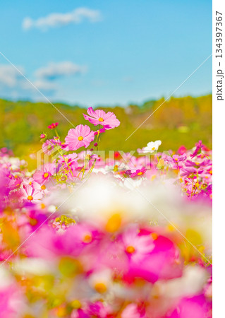 家の周りの草花 四季の色々 公園の花畑に美しい色とりどりのコスモスの花が秋風に揺れて咲いています 家の周りの草花 四季の色々 公園の花畑に美しい色とりどりのコスモスの花が秋風に揺れて咲いています 134397367