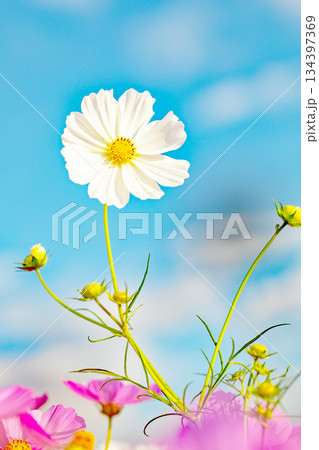 家の周りの草花 四季の色々 公園の花畑に美しい色とりどりのコスモスの花が秋風に揺れて咲いています 家の周りの草花 四季の色々 公園の花畑に美しい色とりどりのコスモスの花が秋風に揺れて咲いています 134397369