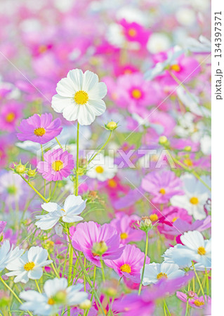 家の周りの草花 四季の色々 公園の花畑に美しい色とりどりのコスモスの花が秋風に揺れて咲いています 家の周りの草花 四季の色々 公園の花畑に美しい色とりどりのコスモスの花が秋風に揺れて咲いています 134397371