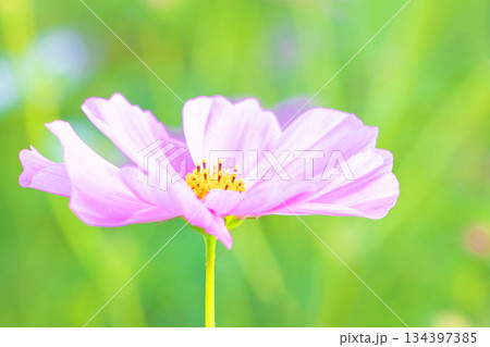 家の周りの草花 四季の色々 公園の花畑に美しい色とりどりのコスモスの花が秋風に揺れて咲いています 家の周りの草花 四季の色々 公園の花畑に美しい色とりどりのコスモスの花が秋風に揺れて咲いています 134397385