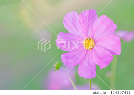 家の周りの草花　四季の色々　公園の花畑に美しい色とりどりのコスモスの花が秋風に揺れて咲いています 134397411