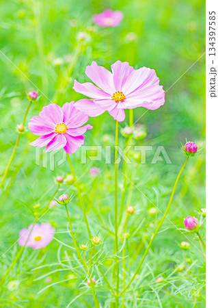 家の周りの草花 四季の色々 公園の花畑に美しい色とりどりのコスモスの花が秋風に揺れて咲いています 家の周りの草花 四季の色々 公園の花畑に美しい色とりどりのコスモスの花が秋風に揺れて咲いています 134397585