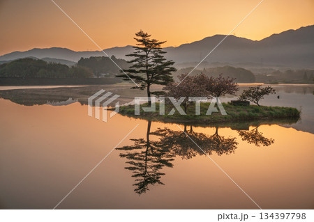 滋賀県蒲生郡日野町村井の日野川ダム 浮島の湖面に映える八重桜を撮影 134397798