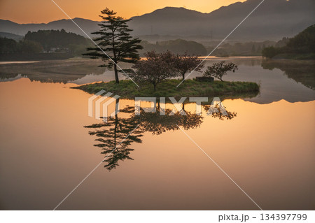 滋賀県蒲生郡日野町村井の日野川ダム 浮島の湖面に映える八重桜を撮影 134397799