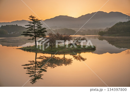 滋賀県蒲生郡日野町村井の日野川ダム 浮島の湖面に映える八重桜を撮影 134397800
