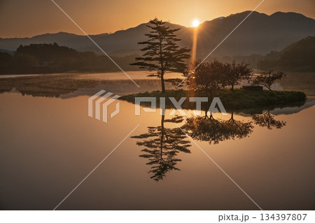 滋賀県蒲生郡日野町村井の日野川ダム 浮島の湖面に映える八重桜を撮影 134397807