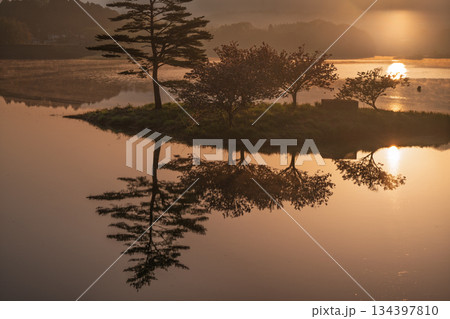 滋賀県蒲生郡日野町村井の日野川ダム 浮島の湖面に映える八重桜を撮影 134397810