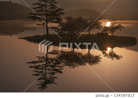滋賀県蒲生郡日野町村井の日野川ダム 浮島の湖面に映える八重桜を撮影 134397813