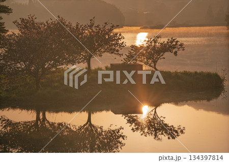 滋賀県蒲生郡日野町村井の日野川ダム 浮島の湖面に映える八重桜を撮影 134397814