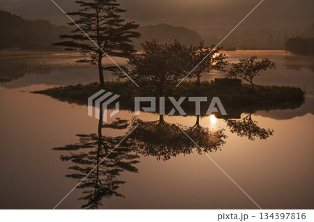 滋賀県蒲生郡日野町村井の日野川ダム 浮島の湖面に映える八重桜を撮影 134397816