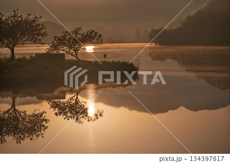 滋賀県蒲生郡日野町村井の日野川ダム 浮島の湖面に映える八重桜を撮影 134397817