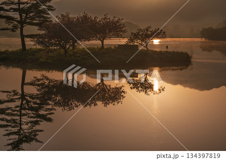 滋賀県蒲生郡日野町村井の日野川ダム 浮島の湖面に映える八重桜を撮影 134397819