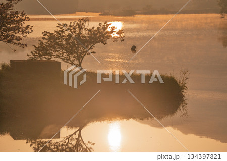 滋賀県蒲生郡日野町村井の日野川ダム 浮島の湖面に映える八重桜を撮影 134397821