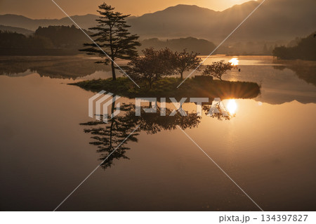 滋賀県蒲生郡日野町村井の日野川ダム 浮島の湖面に映える八重桜を撮影 134397827