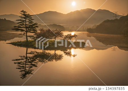 滋賀県蒲生郡日野町村井の日野川ダム 浮島の湖面に映える八重桜を撮影 134397835