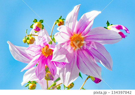 家の周りの草花　四季の色々　初冬の青空に映える美しいピンクの皇帝ダリア 134397842