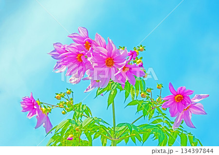 家の周りの草花　四季の色々　初冬の青空に映える美しいピンクの皇帝ダリア 134397844