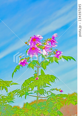家の周りの草花　四季の色々　初冬の青空に映える美しいピンクの皇帝ダリア 134397845