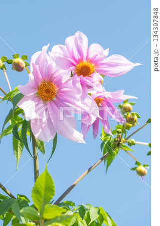 家の周りの草花 四季の色々 初冬の青空に映える美しいピンクの皇帝ダリア 家の周りの草花 四季の色々 初冬の青空に映える美しいピンクの皇帝ダリア 134397848