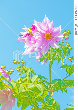 家の周りの草花　四季の色々　初冬の青空に映える美しいピンクの皇帝ダリア 134397852