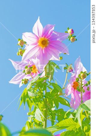家の周りの草花　四季の色々　初冬の青空に映える美しいピンクの皇帝ダリア 134397853