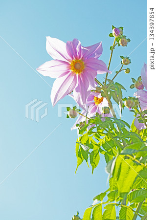 家の周りの草花　四季の色々　初冬の青空に映える美しいピンクの皇帝ダリア 134397854