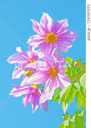 家の周りの草花　四季の色々　初冬の青空に映える美しいピンクの皇帝ダリア 134397855