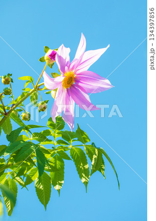 家の周りの草花　四季の色々　初冬の青空に映える美しいピンクの皇帝ダリア 134397856
