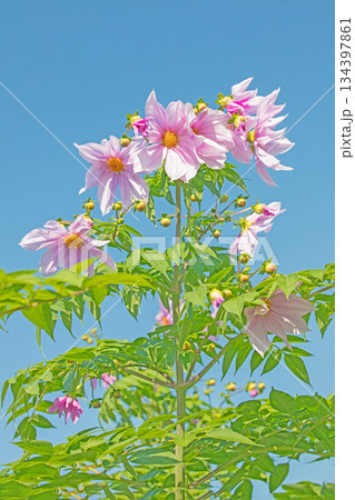 家の周りの草花　四季の色々　初冬の青空に映える美しいピンクの皇帝ダリア 134397861